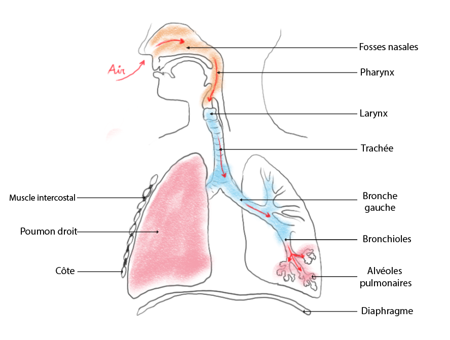 système respiratoire