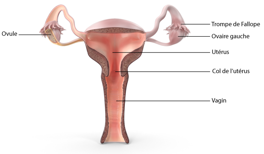 appareil reproducteur féminin