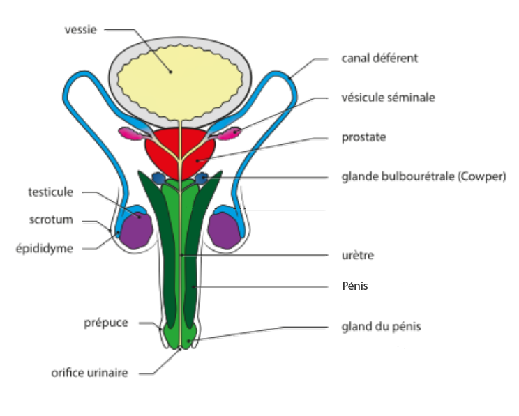 appareil reproducteur masculin