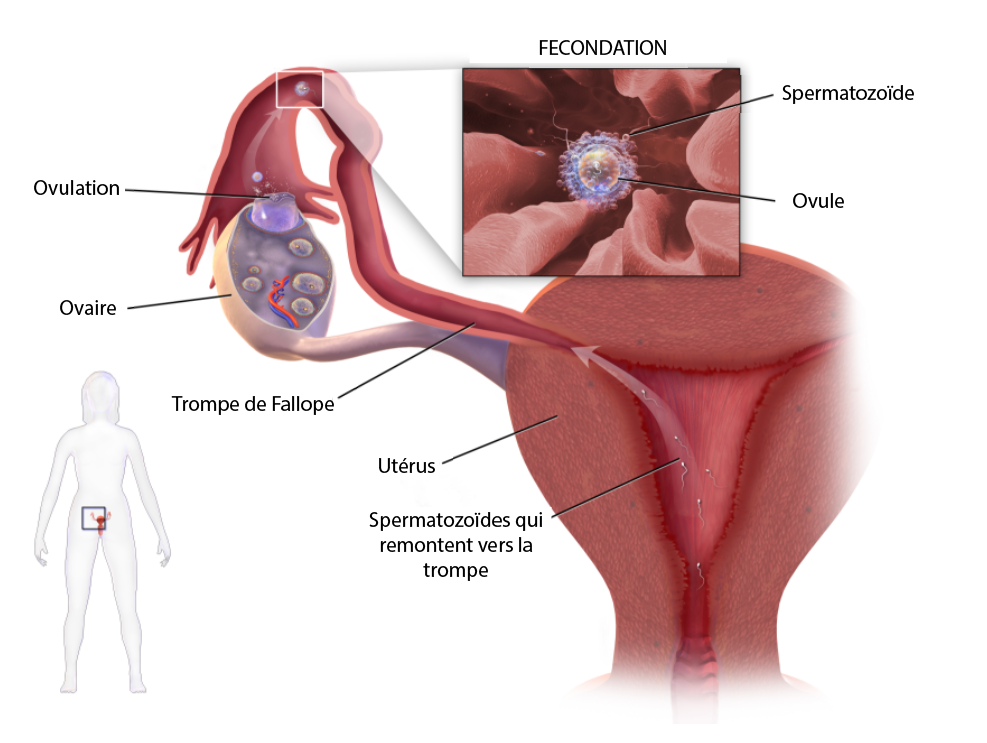 fécondation