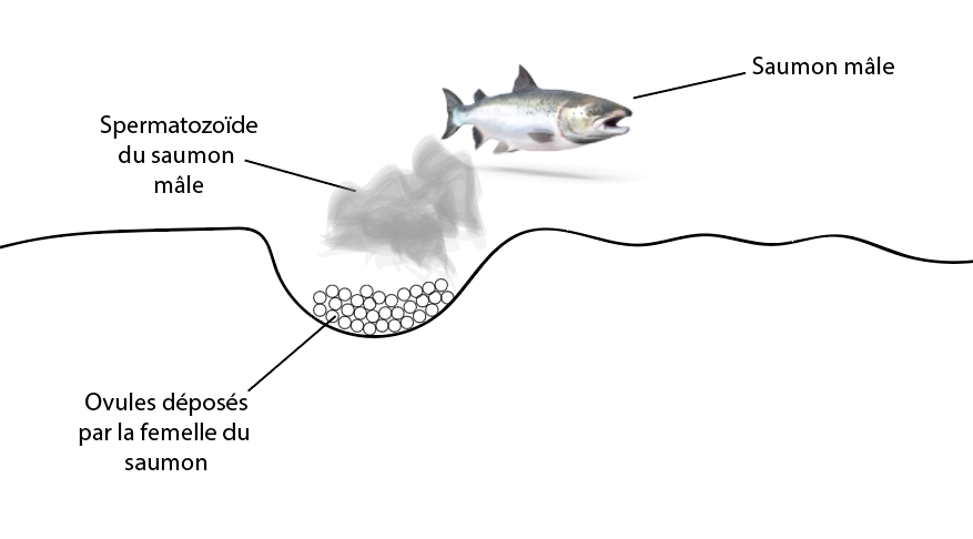 reproduction des animaux ce1d sciences